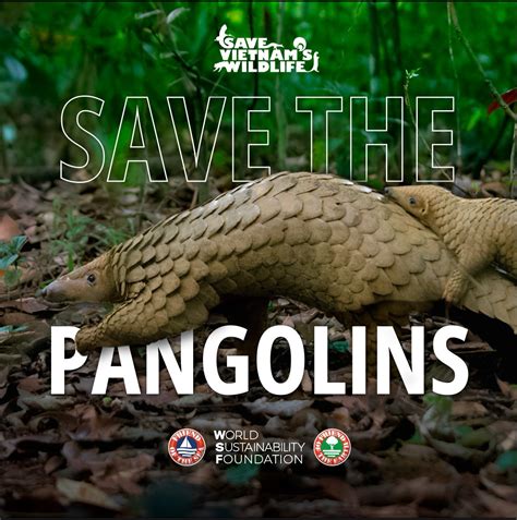 march pangolin conservation campaign join   protecting