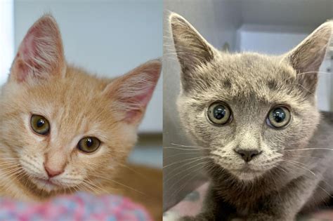 Warm Fuzzy Tale Pintxo And Playas Story • Seattle Area Feline Rescue