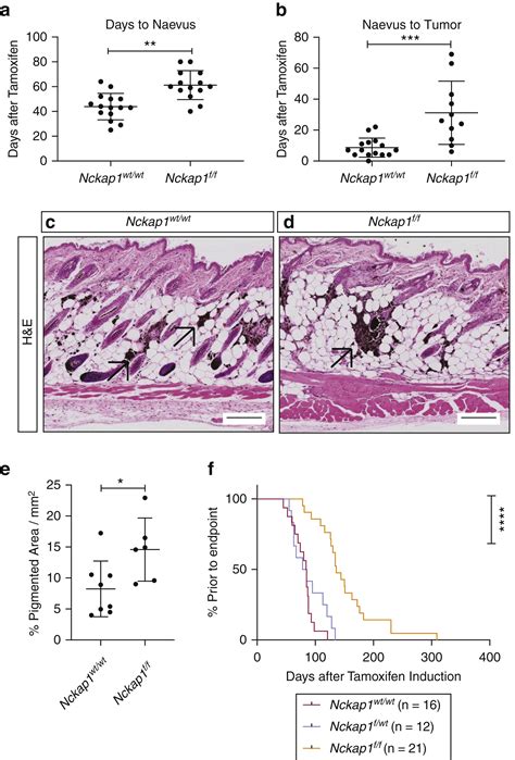 The Rac Target Nckap Plays A Crucial Role In The Progression Of Braf