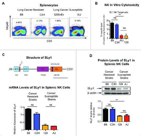 Strain Specific Differences In Cancer Susceptibility And Sly Levels