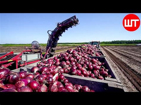 How Millions Of Onions Are Harvested Processed Incredible Onion