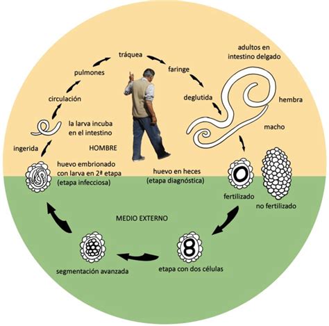 Ciclo De Vida Ascaris Lumbricoides