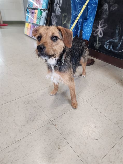 barrow county animal shelter 2
