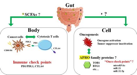 The Relationship Between Cytotoxic T Cells And Cancer Cells In A Body