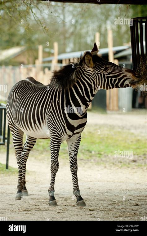 zebra eating in the zoo Stock Photo - Alamy