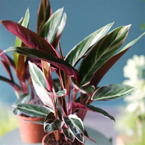 Строманта – особенности домашнего ухода с фото и видео | Faterra