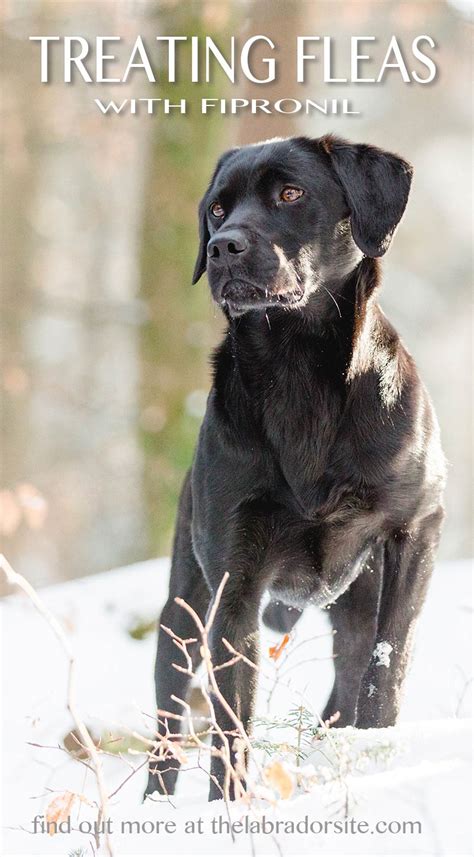 Fipronil For Dogs - Your Questions Answered - The Labrador Site