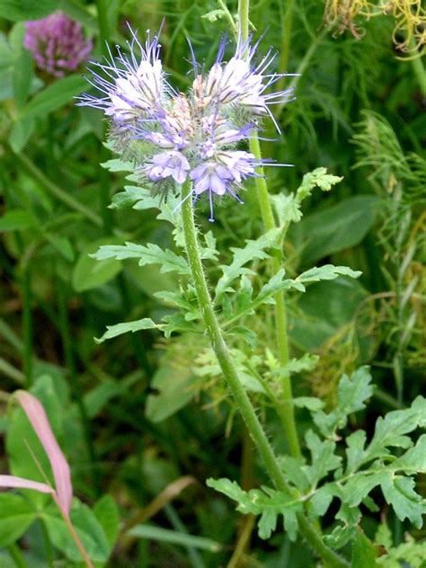 Фацелия пижмолистная (Phacelia tanacetifolia Benth.)