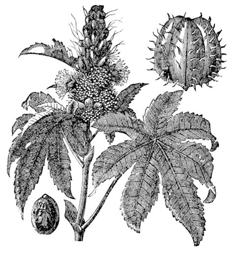 Grabado Vintage De Ricinus Communis O La Planta De Ricino Vector Png