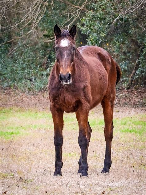 Secret Lives of Horses: Long Live Jubilee – The Aiken Horse