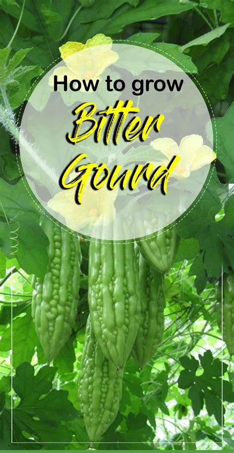 How To Grow Bitter Gourd Growing Bitter Gourd In Container Karela