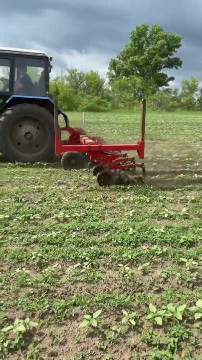 Междурядка На Мтз 82 #farming #automobile #shorts#мтз - YouTube
