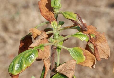 Cómo se produce el daño ocasionado por las heladas en las plantas