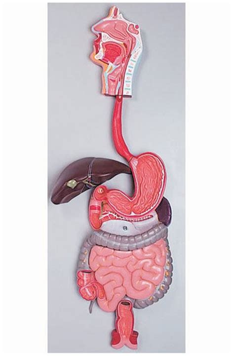 3B Scientific Human Digestive System Model Part 41 OFF