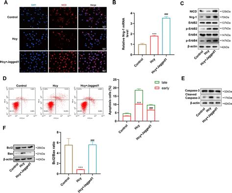 The Effect Of Notch Signaling On Hcy Induced Cell Damage The Cmecs