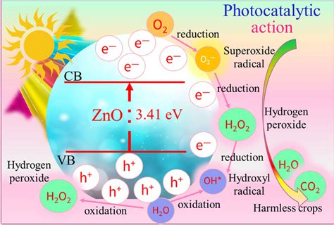 Photocatalytic degradation mechanism of ZnO NPs | Download Scientific Diagram