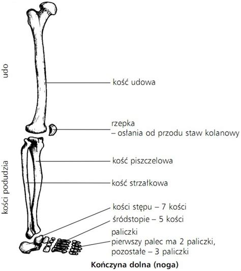 Ko Czyna Dolna Noga Udo Ko Ci Podudzia Ko Udowa Rzepka Os Ania