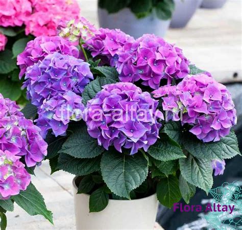 Гортензия Early Blue | Flora Altay