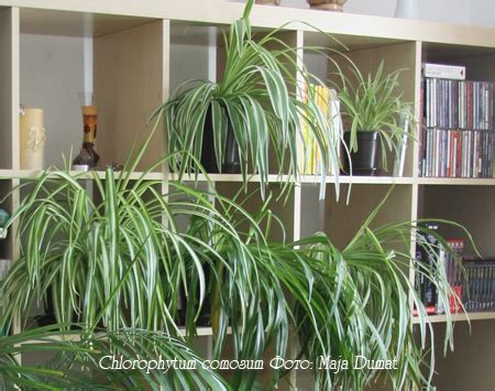 Хлорофитум Chlorophytum - виды, уход, размножение и проблемы выращивания