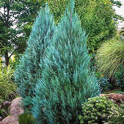 Buy 10 Blue Point Juniper - Trees - Juniperus Chinensis - Evergreen