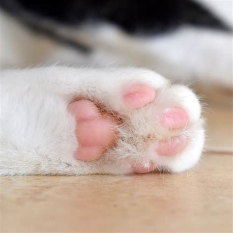 Why Are Toe Beans Different Colours The Lick