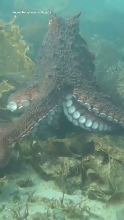 Octopus Hugs Divers Camera Youtube