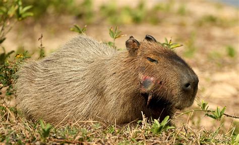 11 Pictures Of Capybaras Straight Chillin On The Olympic Golf Course