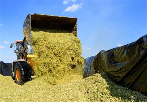 Silage Stock Photos Royalty Free Silage Images Depositphotos