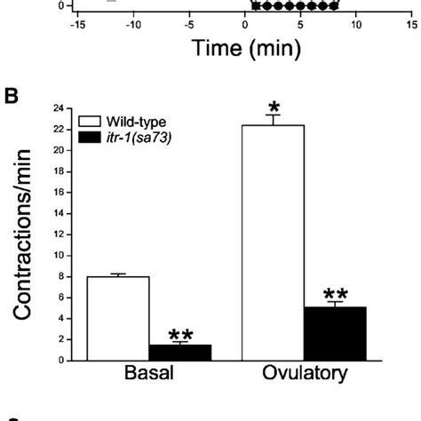 Sheath Cell Contractions In Wild Type And Itr 1 Sa73 Mutant Worms A