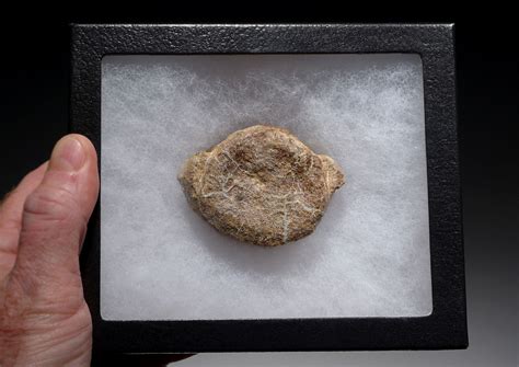Fossil Vertebra Bone Of A Metoposaurus Triassic Amphibian