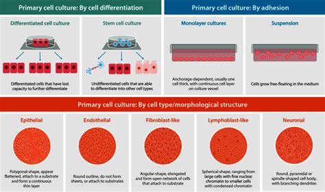 What Is Primary Cell Culture Epppendorf Belgium