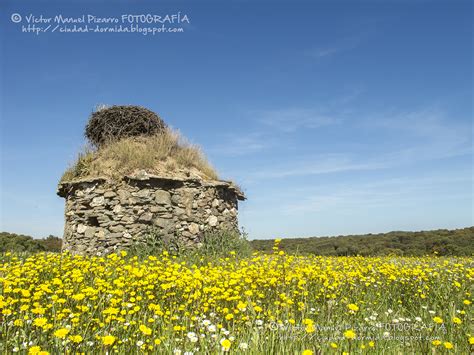 Ciudad Dormida Fotografiando La Primavera En Las Dehesas De