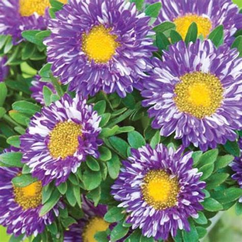 13 of the best china aster varieties – Artofit