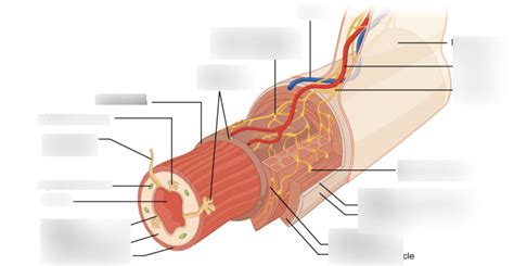 Histology of Gastrointestinal Tract Diagram | Quizlet