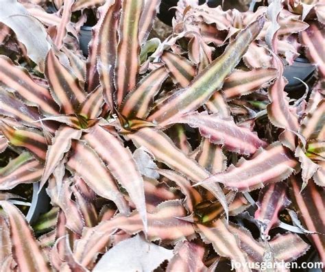 Earth Star Plant Care Growing A Cryptanthus Bivittatus Plant Care