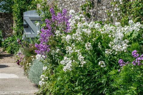 Add Height to Your Garden With These Towering Perennials | HGTV