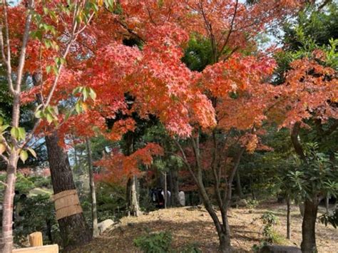 縮景園の紅葉 廿日市市宮内串戸駅前の美容室美容院 シャノアール