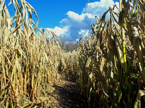 Guide to Corn Mazes in Delaware - I Love Halloween