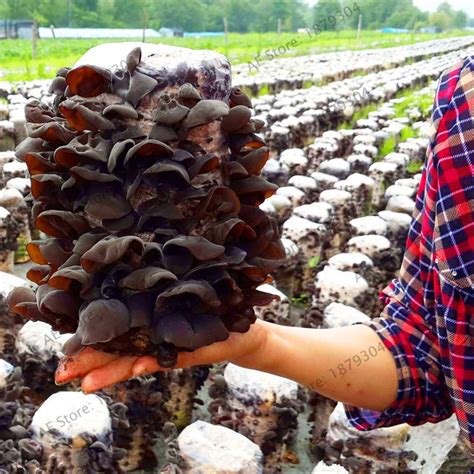 200pcs Chinese Mushroom Bonsai Green Healthy Fungus Plant Delicious