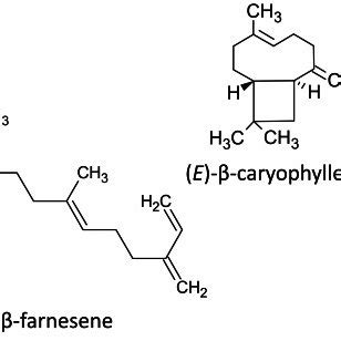 Examples of molecular structures of isoprenoid HIPVs showing double ...