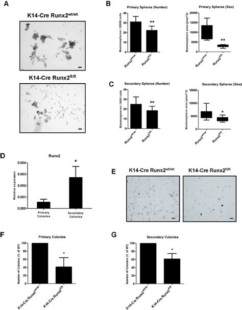 Deletion Of Runx2 Impairs Mammary Epithelial Cell Regenerative