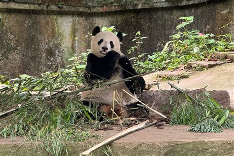 The Winner In Chinas Panda Diplomacy The Pandas Themselves The