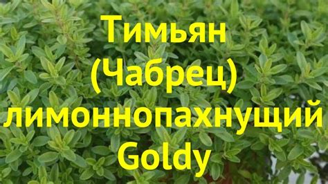 Тимьян (Чабрец) лимоннопахнущий Голди. Краткий обзор, описание thymus ...