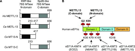 The Domain Organization Of METTL13 Is Conserved In C Elegans A