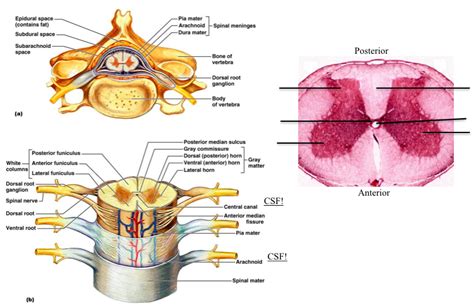 Spinal Cord Anatomy Diagram Quizlet