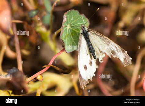 Battered Large White Butterfly Pieris Brassicae On A Nasturtium Leaf