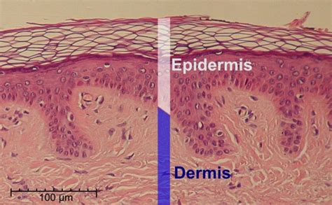 Capas de la piel definición cuáles son Anatomía función y mucho más