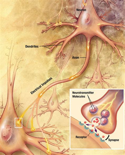 101b Functions Of The Nervous System Medicine Libretexts