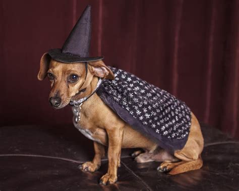 Cute Halloween Devil Dog Stock Image Image Of Puppies 27194701