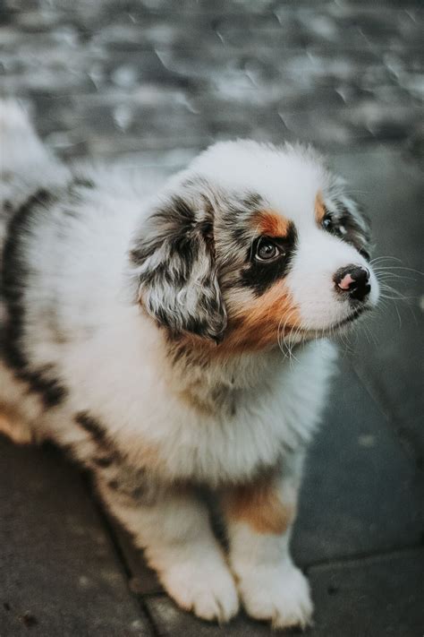 Puppy blue merle aussie | Blue merle aussie, Australian shepherd blue ...